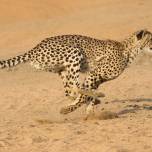 Ученые измерили скорость гепарда на воле