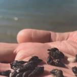 Миллионы черных улиток выбросились на пляж во Флориде