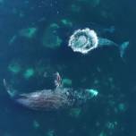 Спа-процедуры у китов