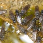 Как мухи-береговушки выживают в «мертвой воде»