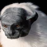 Красивые портреты исчезающих животных