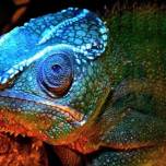 Новая суперспособность: хамелеоны "светятся" под ультрафиолетом