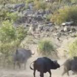 Стадо буйволов отбило слоненка у прайда львов в национальном парке в юар