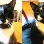 Кот-клептоман из Новой Зеландии помешался на нижнем белье