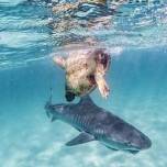 Поединок тигровой акулы и черепахи сняли на видео