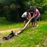 Бразильцы отбили домашнего пса у душившей его крупной анаконды