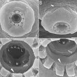 Японские исследователи открыли новый вид тихоходок