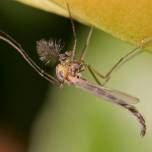 Африканский комар научился выживать во время засухи с помощью уникального биологического механизма