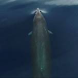 Редкие киты впервые сняты с дрона: видео