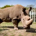 Умер последний самец белого носорога