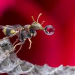 Зачем мухи пускают пузыри?