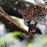 Ягуары — кошки, живущие на деревьях