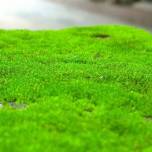 Ученые обнаружили, что зеленый мох может быть полезен для здоровья