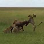 Голодная гиена спасла антилопу от пяти гепардов