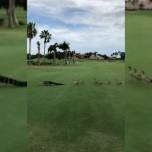 Гуси прогнали крупного аллигатора с поля для гольфа