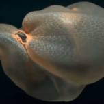 На видео попала загадочная медуза, напоминающая пластиковый пакет