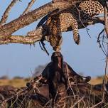 Удачный кадр: «поцелуй» леопарда и буйвола