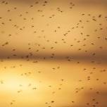 Слюна комара действует на иммунитет в течение нескольких дней после укуса