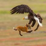 Американские натуралисты сняли на видео схватку белоголового орлана и обыкновенной лисицы