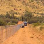 Самый длинный в мире забор против кошек построен в Австралии