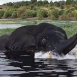 Слон атаковал лодку с докучавшими ему туристами