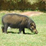 Большая лесная свинья (лат. hylochoerus meinertzhageni)