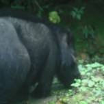 Опубликованы редкие кадры с самыми толстыми свиньями в мире