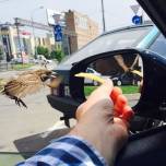 Снимок, где птица в зеркале живет в другом времени, озадачил пользователей сети