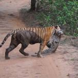 Смертельная битва: тигрица против леопарда