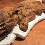 Шахтеры нашли мумию волчонка ледникового периода