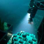 В панаме открыли новый вид кораллов
