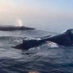Три горбатых кита одновременно выпрыгивают из воды
