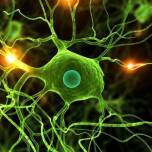 Новое исследование показывает, что нервные клетки все-таки восстанавливаются