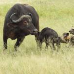 Как дикие собаки охотятся на буйволов