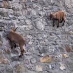 В италии разгадали тайну коз, гуляющих по отвесной стене
