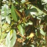Хун-Я-Ча - чайное дерево, не содержащее кофеина