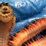 Необыкновенный морской червь попал в сеть