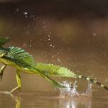 Биологи объяснили способность ящериц быстро бегать по воде