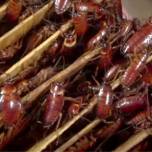 В китае для уничтожения мусора выращивают армию тараканов