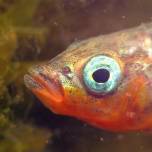 Отцы-одиночки в мире живой природы