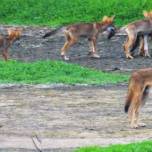 Зоологи обнаружили, что дикие собаки сохранили гены вымершего красного волка
