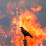 Птицы-Поджигатели: «огненный ястреб»