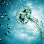 Увеличение популяции медуз из-за загрязнения океана привело к разрушению экосистем
