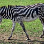 Бодиарт, имитирующий окраску зебры, помогает племенам спасаться от укусов насекомых