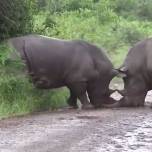 Как носороги выясняют отношения