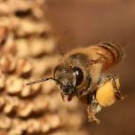 Пчелы оказались способны складывать и вычитать