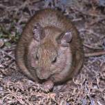 Большая прутогнёздная крыса (лат. leporillus conditor)