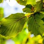 Созданы искусственные листья для эффективной очистки воздуха