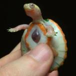 Черепаха-Альбинос по кличке хоуп с открытым сердцем