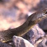 Ящеричная змея (лат. malpolon monspessulanus)